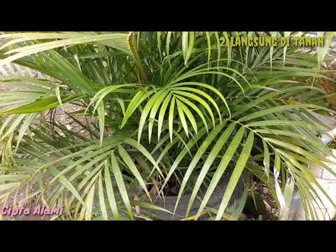 Video: Grouse Imperial (32 Foto): Menanam Dan Merawat Di Ladang Terbuka. Bagaimana Cara Menggali Dan Menyimpan Bunga Kerajaan Pada Musim Gugur?