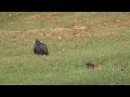 Bobcat & Turkey Vulture