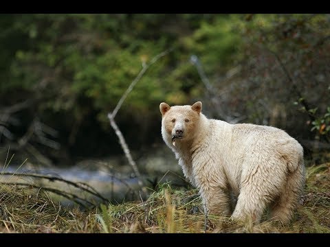 Дикая Канада  Вечная целина(National Geographic)