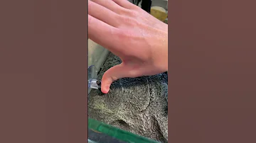 Распаковка острова для черепах
