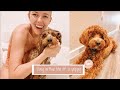 Day In The Life Of Archie The Cavapoo Puppy | Bath Time, Play Time, Walks & Cuddling