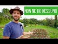 Come eliminare la cavolaia in modo BIOLOGICO