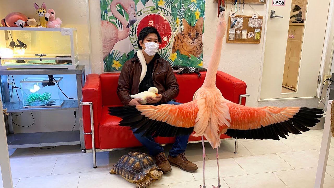 33種類50匹の生き物からのヘルプ 仲良く暮らす居場所を守りたい アニマルクックズー 2021 02 04 公開 クラウドファンディング Readyfor