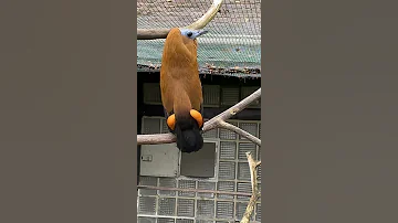 Capuchinbird Kapuziner Kotinga Does This Sound Come From An Animal 