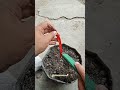 semai cabe merah keriting #gardening #caramerawattanaman #budidayatanaman