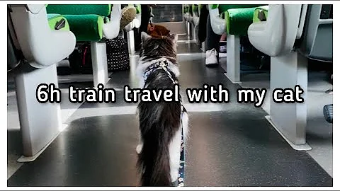 Video 7019211: forest cat maine coon, siberian cat main coon, cat training, train travel, pet traveler, cat learning