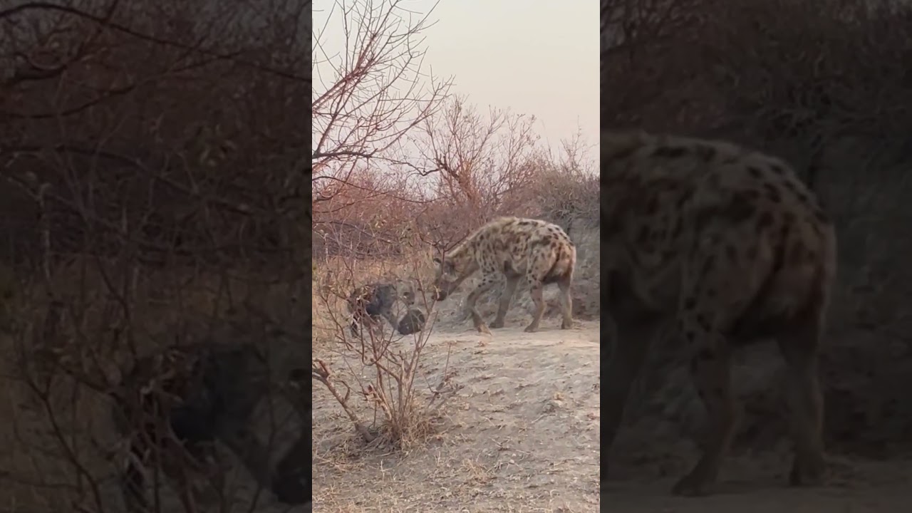Hyena Cub Pulls Sibling by Ear Until Mommy Steps In
