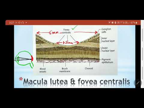 Video: Di manakah letak macula lutea?