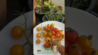 Colors of Cherry Tomatoes #shorts view at Asim Vegetable Garden Net Worth