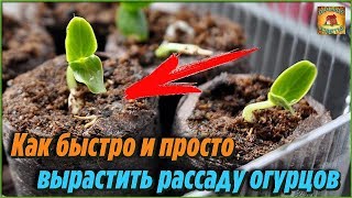 Вот как быстро и просто вырастить рассаду огурцов в торфяных таблетках. Дачные советы и рекомендации