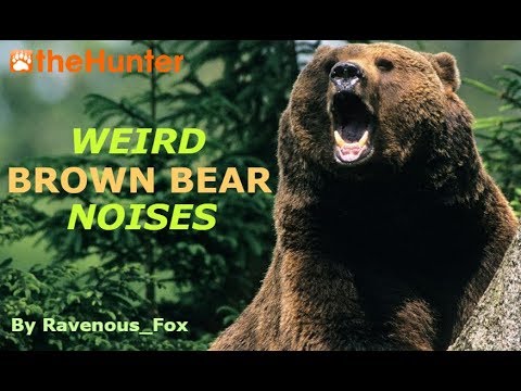 TheHunter - Weird Brown Bear Noises