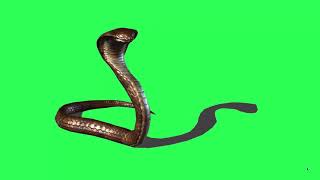 Green Screen - King Cobra