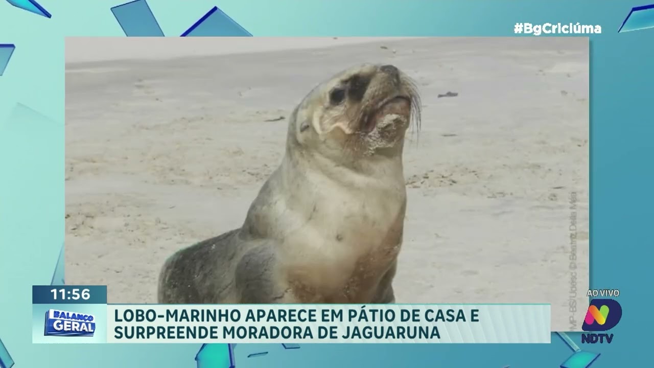 Lobo-marinho é encontrado descansando no pátio de casa em Jaguaruna