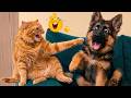 Hilarious Animal Moments 2026 😂 Cute Dogs and Cats Making Everyone Laugh
