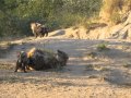 Hyena Den Excitement at Tanda Tula Safari Camp