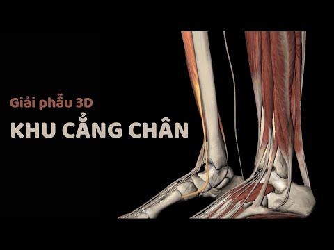 Video Giải phẫu 3D Phần 4 | Khu cẳng chân | 0902823651 - youtube