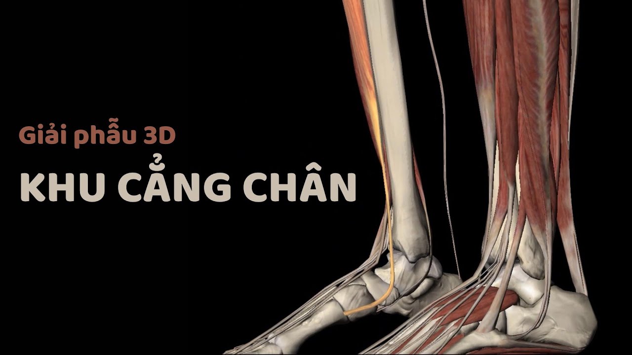 Giải phẫu 3D Phần 4 | Khu cẳng chân | 0902823651 | Công Nghệ Y Khoa MDT