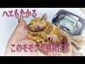 ハエがたかるめっちゃきったないぶちゃいくなモモンガをお迎えしました