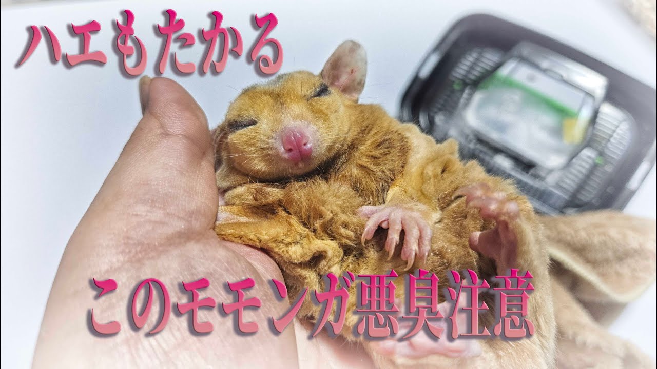 ハエがたかるめっちゃきったないぶちゃいくなモモンガをお迎えしました