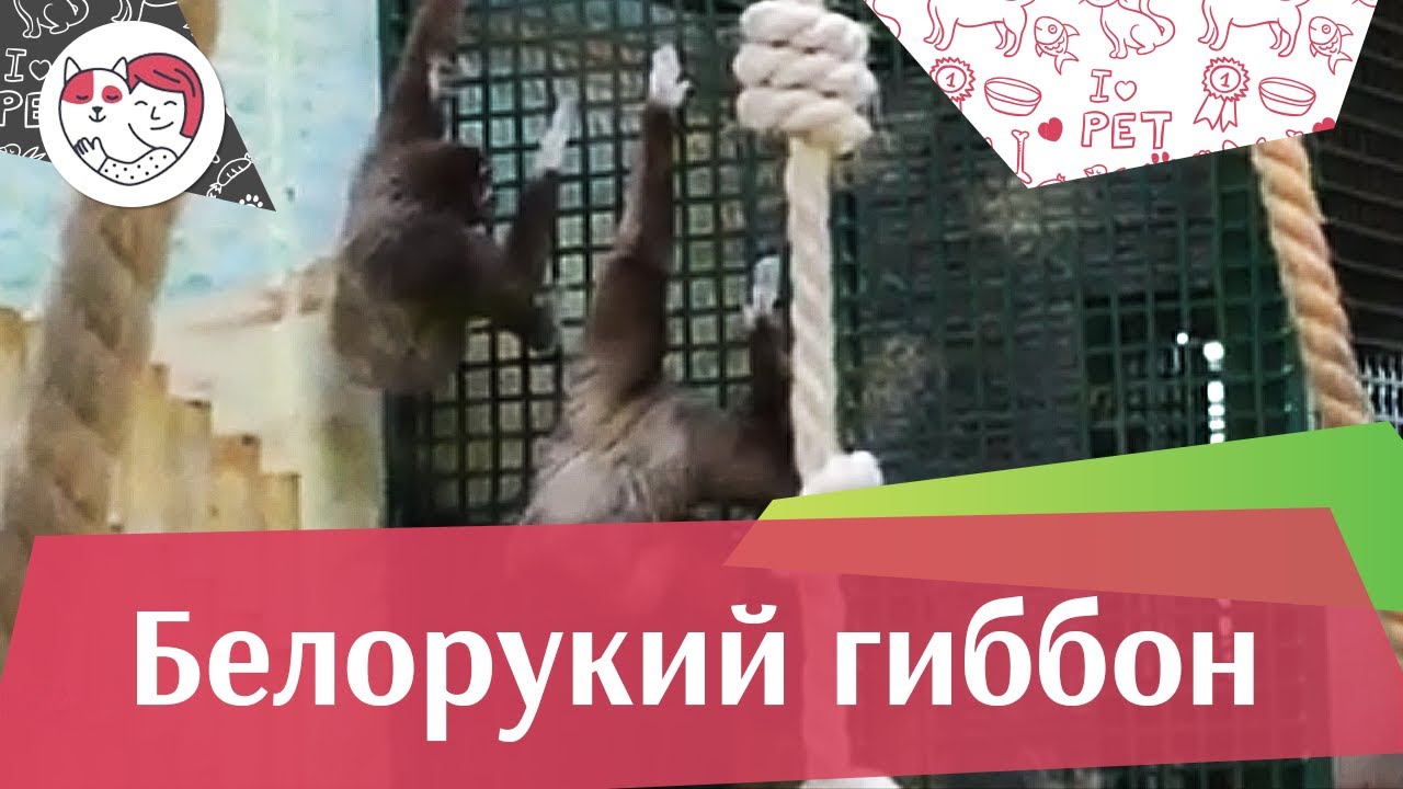 питомцы кукол лол Белорукий гиббон Рацион на ilikepet