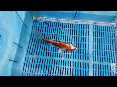 10' Kujaku Koi