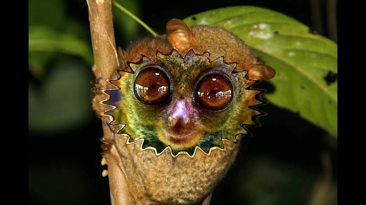 TOP 10  MOST ENDANGERED ANIMALS IN THE PHILIPPINES | ITS ME ATE JILL | LIKE AND SUBSCRIBE