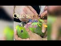 🥝KIWI EL LORITO🦜 le toman muestra de sangre🩸para saber su SEXO😱