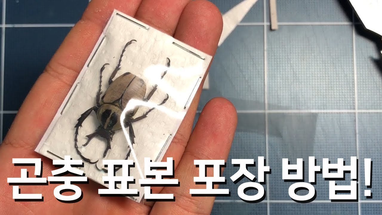 곤충 표본 포장 방법(Insect packing method) - YouTube