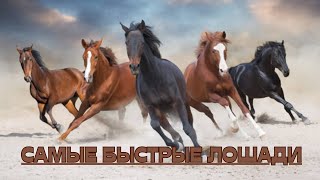 Бешеная скорость Лошадей; Самые быстрые Лошади в мире. .Голоса и звуки животных; Животные вокруг нас