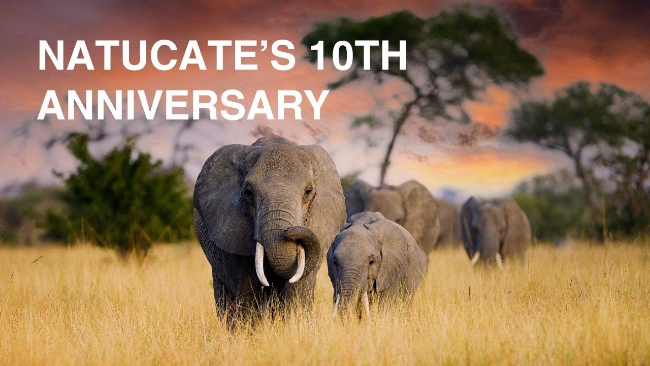 Natucate's 10th anniversary🎉🌿