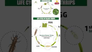 Thrips Attack Starts Like This! 🐛🔥