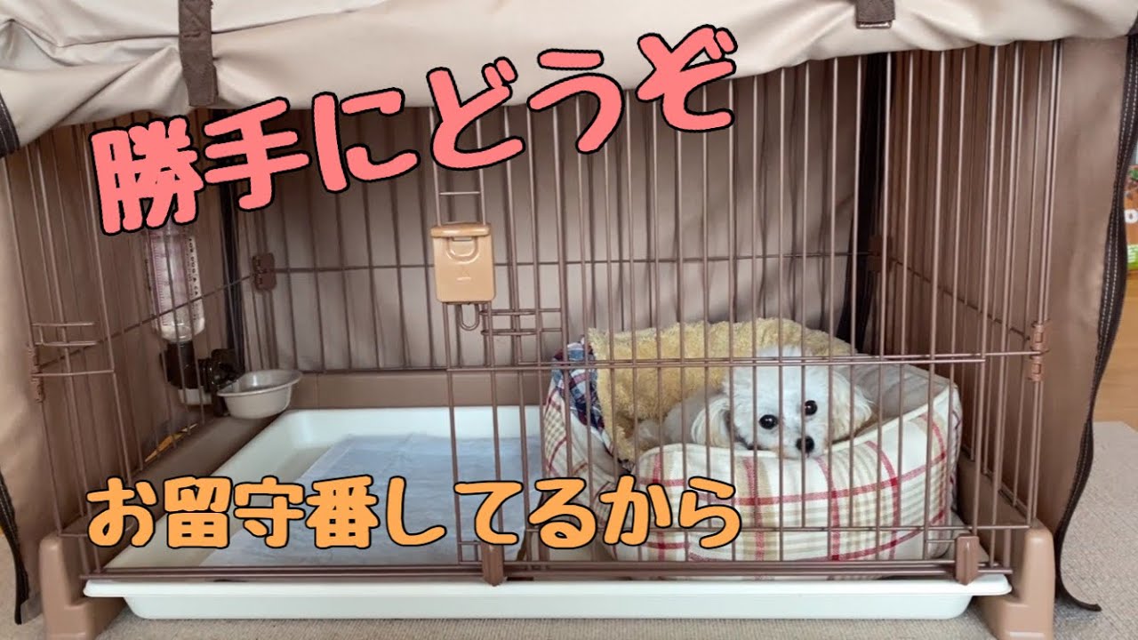 おじさんのようないびきをかく犬 トイプードルのサラ Youtube