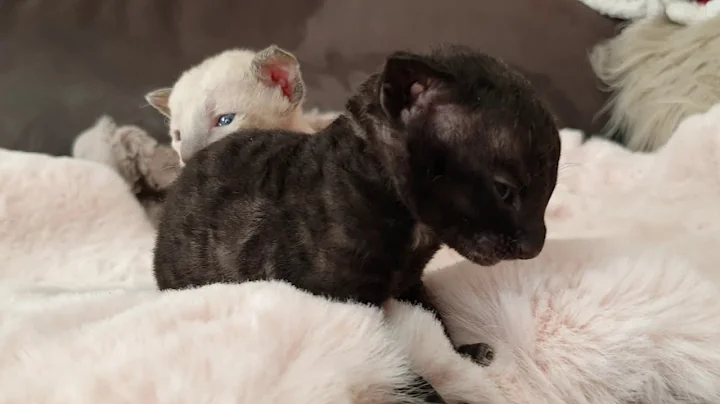 Watch the video about Cornish Rex Kittens are too cute, Age is 2 weeks old😺