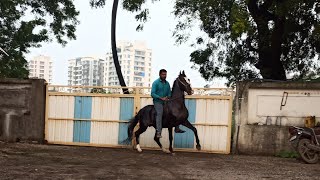 Stallion :- Macho | Attitude reval ride by vijatbhai Sojitra | Ashwmegh stud farm, Surat