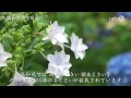 【絶景茨城】保和苑の紫陽花（あじさい）［4K］茨城県水戸市 ￼｜VISIT IBARAKI,JAPAN