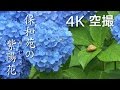 【絶景茨城】保和苑の紫陽花（あじさい）［4K］茨城県水戸市 ￼｜VISIT IBARAKI,JAPAN