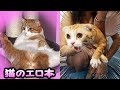 【可愛いすぎる】動物のボケてがツッコミどころ満載だったwww【おもしろ画像】【ツッコミ系youtuber】【殿堂入りボケて】【衝撃【犬】【猫】【癒やし】【アニマル】