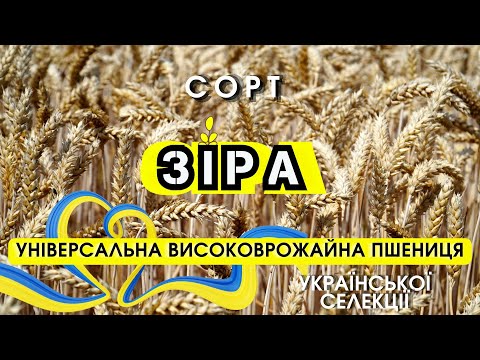 Семена озимой пшеницы Зира, 6,5-7 т/га, Супер Элита, видео 1