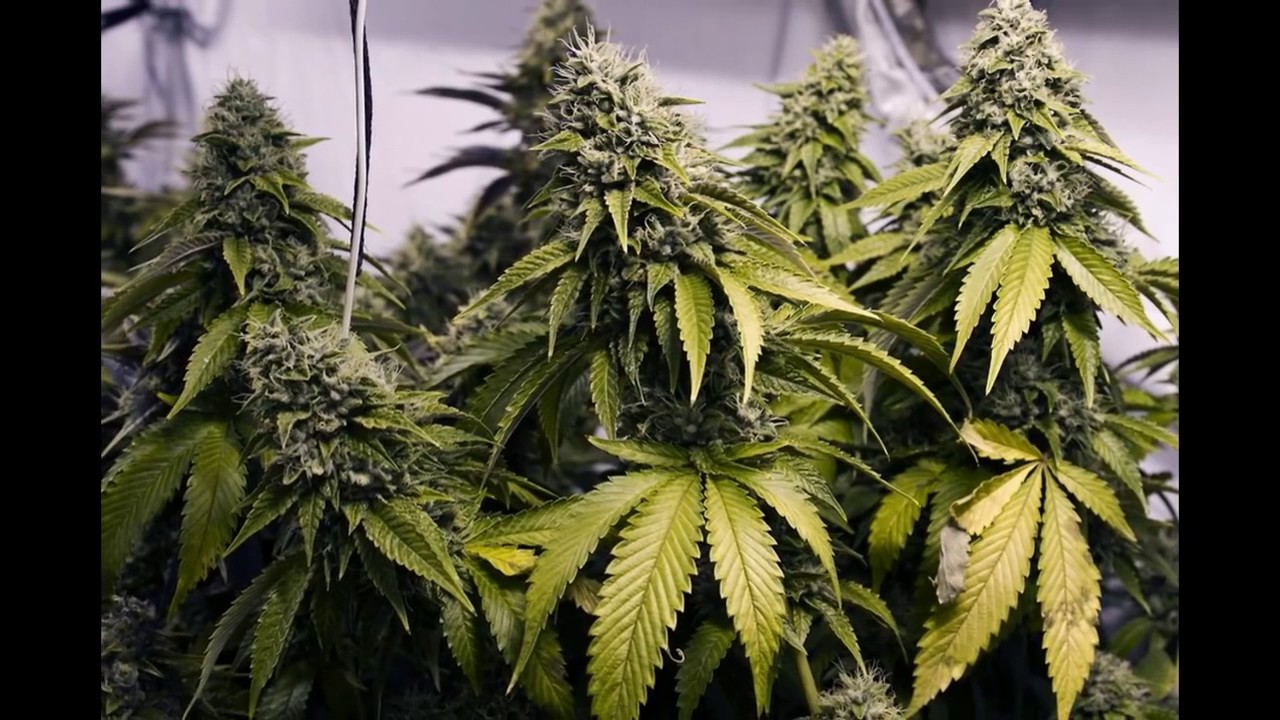 лекарство против рака канапля по назначению врачей