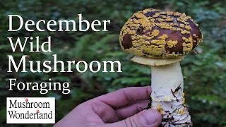 December Wild Mushroom Foraging 2023