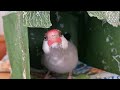 別荘から出たくないと駄々をこねる文鳥 あずき Java sparrow