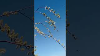 Кулундинские степи.Цветение вербы.Весна2024.