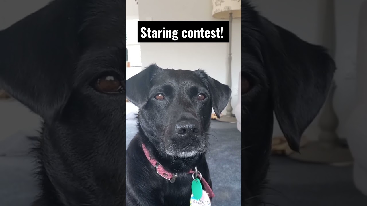 Staring contest with a dog