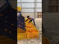 MASSIVE SCALE! How Thousands of Oranges Get SORTED Automatically 🍊