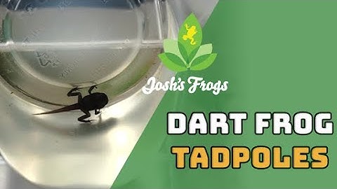 How-to Care for Dart Frog Tadpoles | Josh’s Frogs