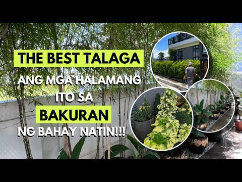 Video: Memorial Planting Ideas – Pagpili ng mga Halaman Para sa Isang Memorial Garden