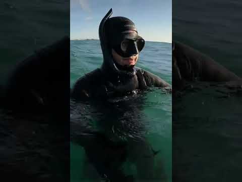 Video: Unde să mergi scufundări și snorkeling în acvarii