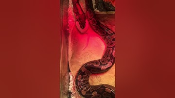 Ball python feeding