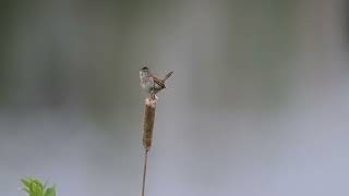 The Tiny Marsh Wren with the Big Voice