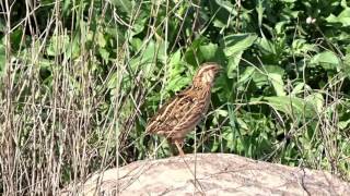 Wild Common Quail sound  فري بري